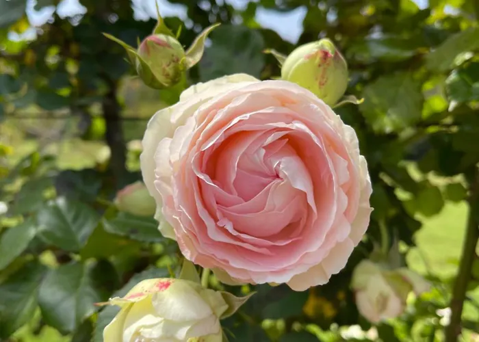 Artistic Apartamento Antibes